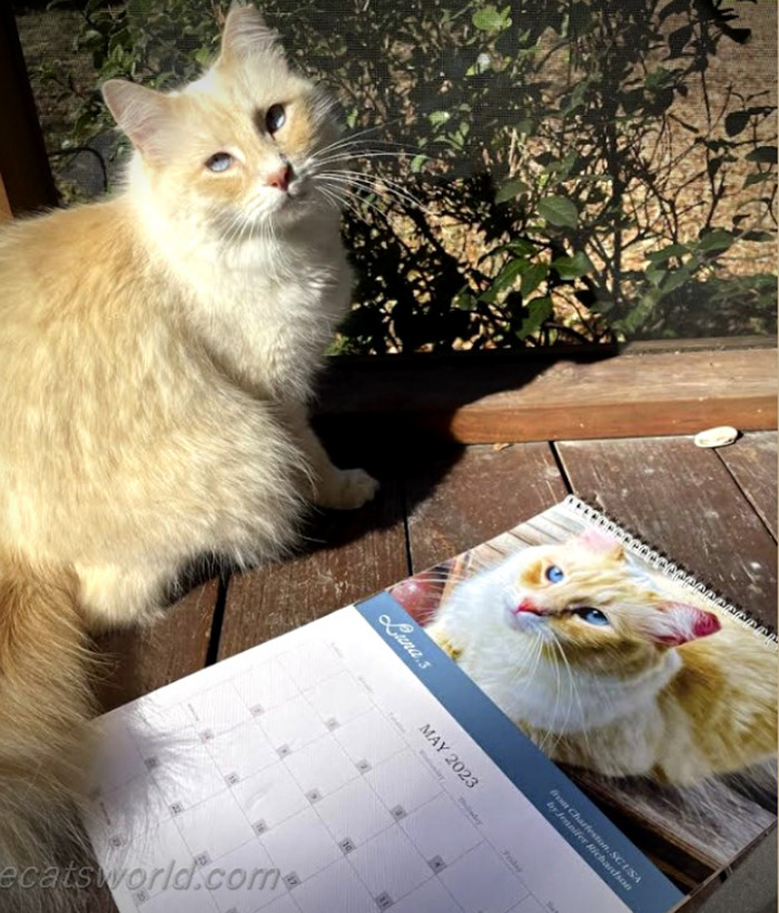 A cat is next to a calendar with its picture on it