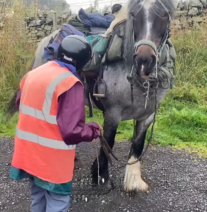 82 Y.O. Hiker Just Returned From Epic 600-Mile Horseback Journey With Her 10 Y.O. Dog In Tow