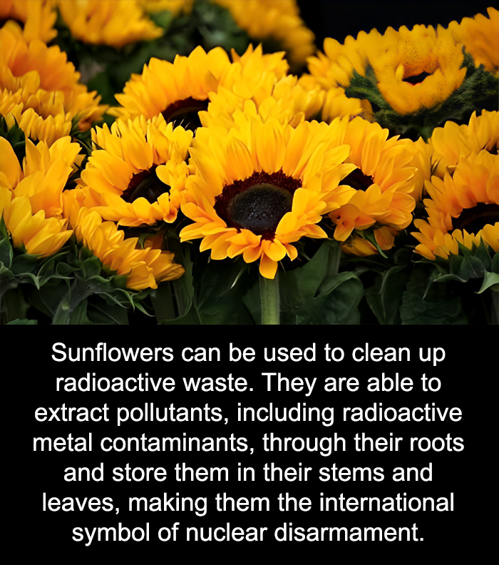 Close-up of bright sunflowers illustrating unusual facts about their ability to clean up radioactive waste pollutants.
