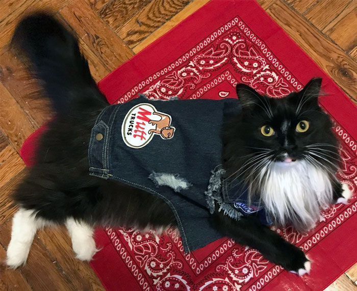 At Least I Looked Cool In This Halloween Costume