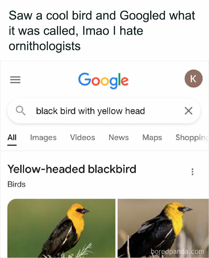 39 Giggle-Worthy Memes Where Birds Took Center Stage