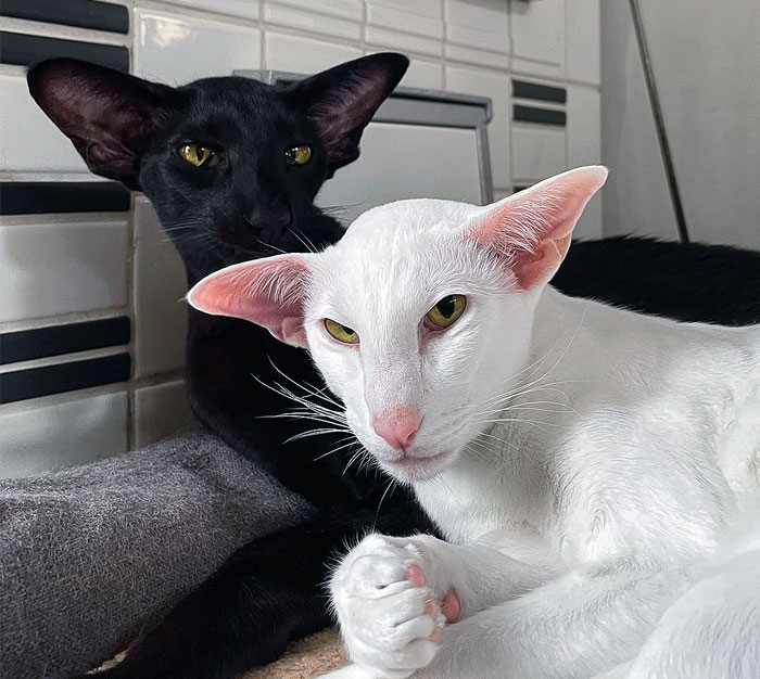 Two cats with enormous ears, one black and one white, resting close together on a tiled surface indoors.