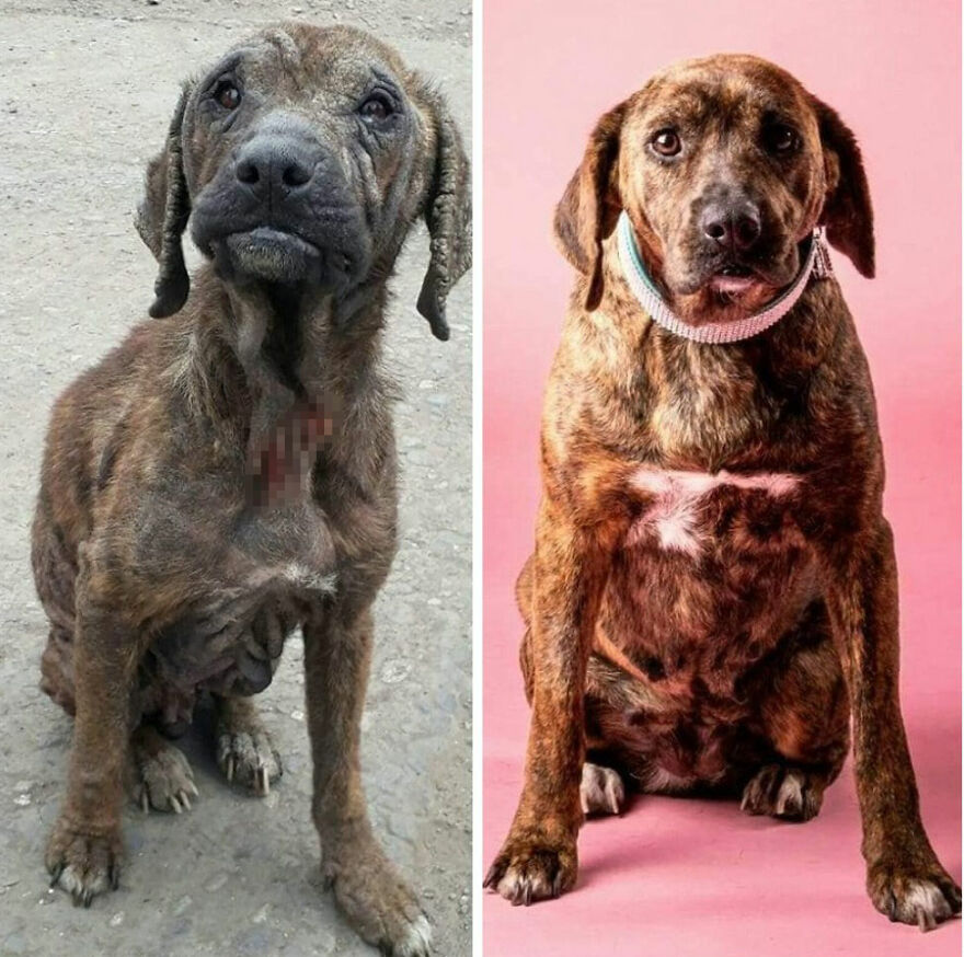 Rescued dog before and after photos