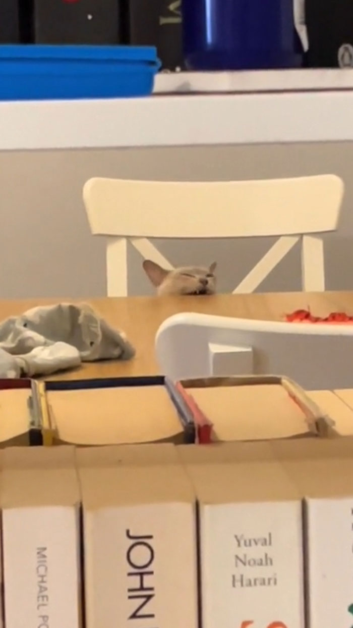 When It’s Scritch O’clock And Gremlin Mode Hits