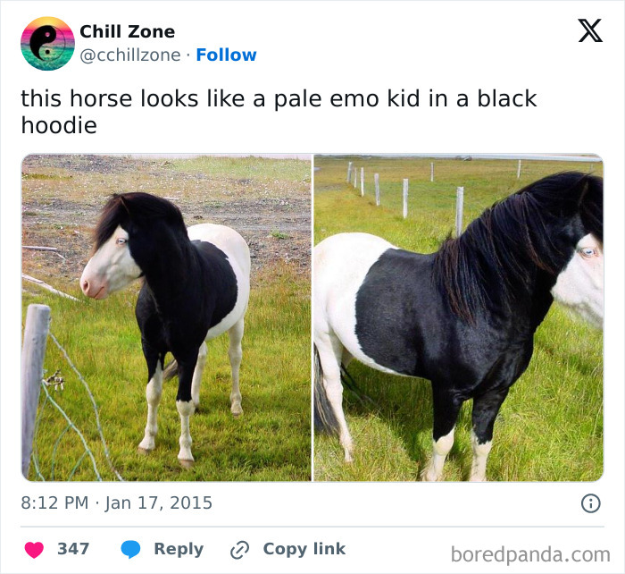 Hilarious-Animal-Memes