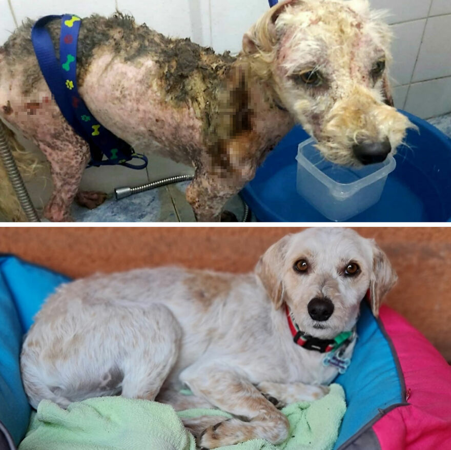Rescued dog before and after photos
