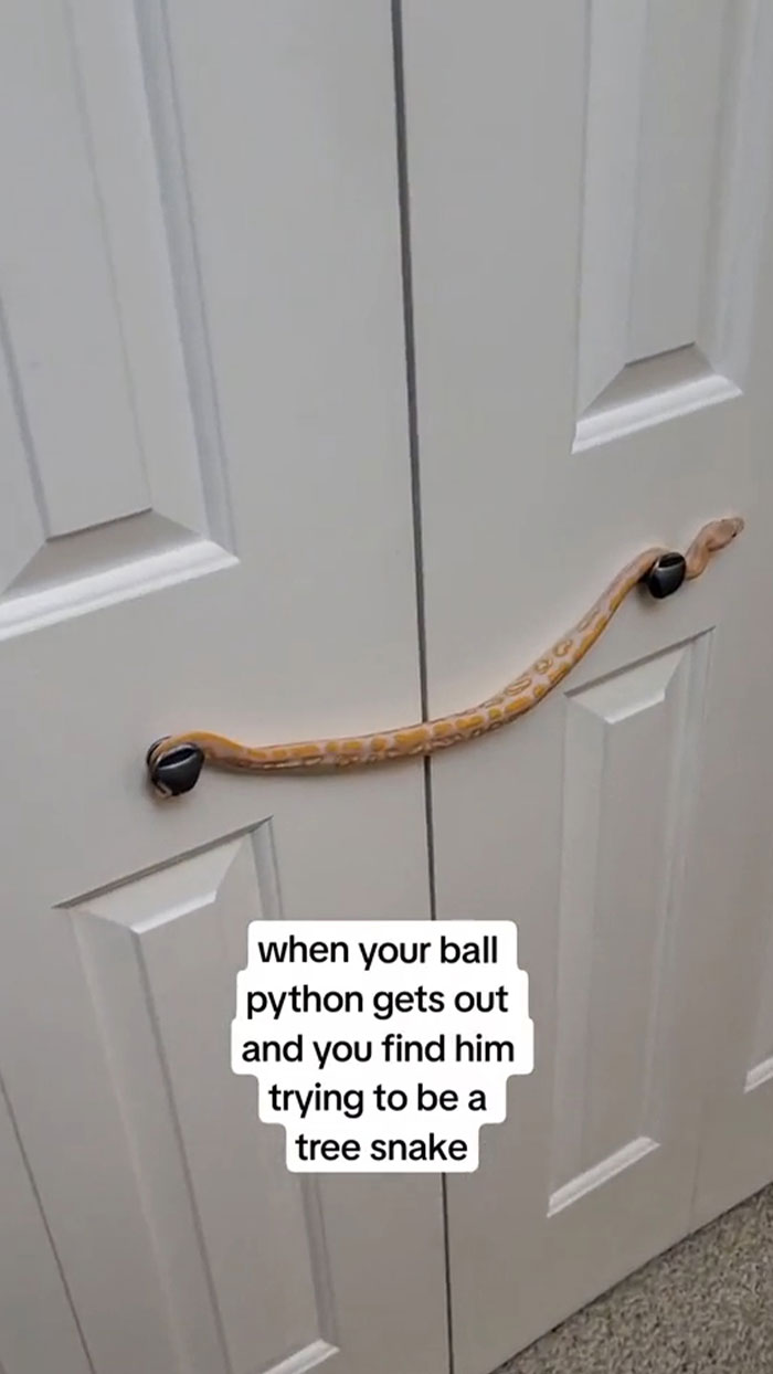 When Your Ball Python Thinks He's A Tree Snake