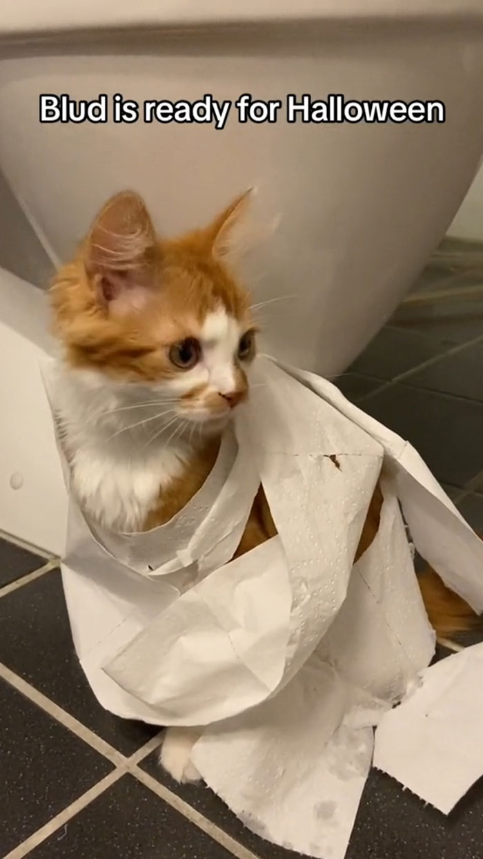 Matcha Monster Costume For Halloween??