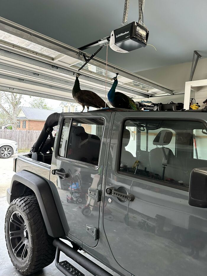 Neighbor’s Peacocks Pooping On And On My Stuff