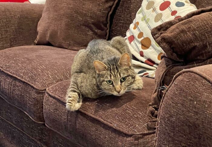 My Parents’ Cat’s Name Is A Tragedeigh….when My Mom Starting Calling Her Fluffington, My Sister Decided To Tell Everyone (Including The Vet) It’s Spelled “Phluphyngtyn”