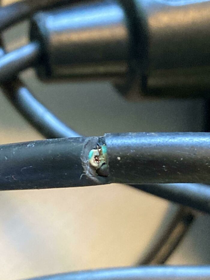 My Neighbor Borrowed My Hedge Trimmer. This Is What She Did To My Extension Cord