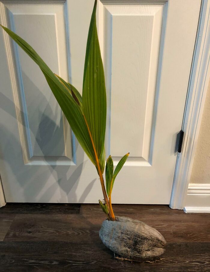 I Found A Palm Tree On The Beach