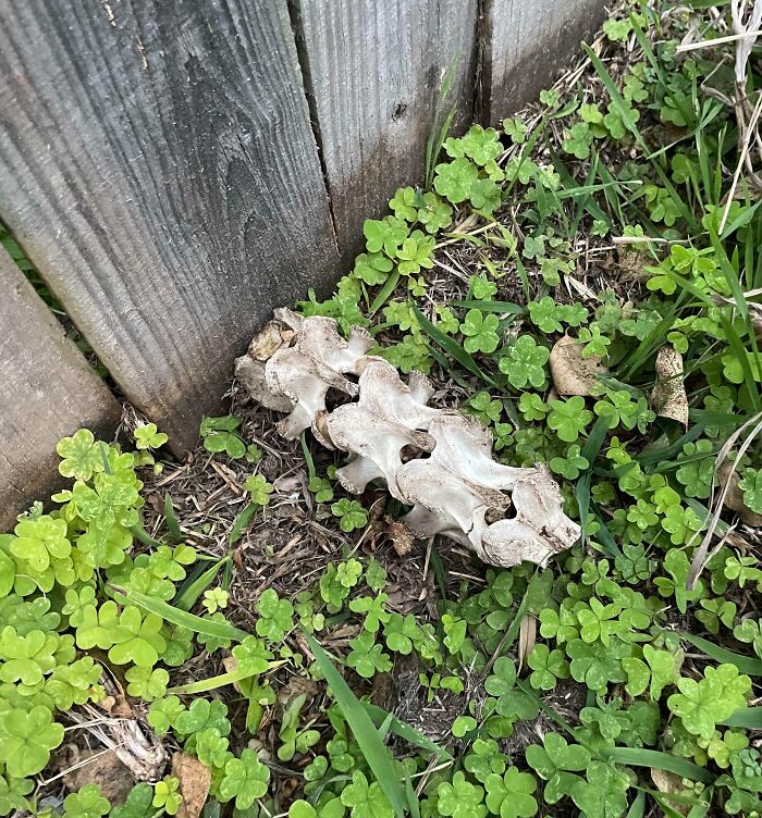 Our Neighbors Are Awful, They Constantly Throw Things Into Our Backyard. But This Takes The Cake