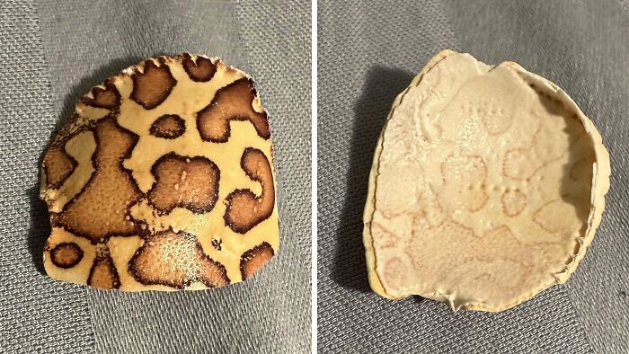 Found This Leopard Crab Shell 