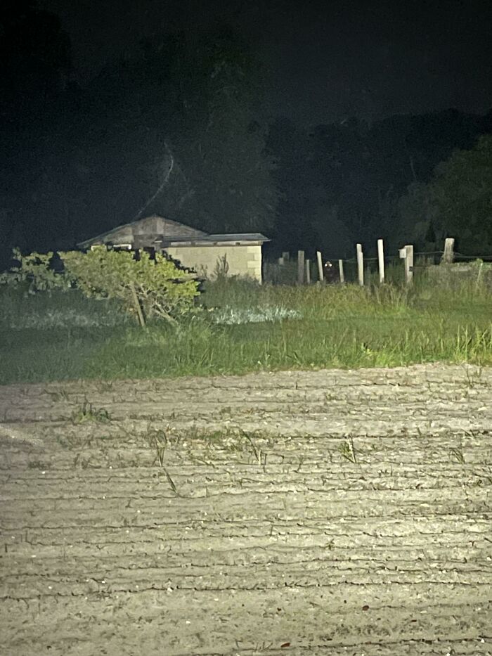 Me asomé para ver por qué ladraba el perro