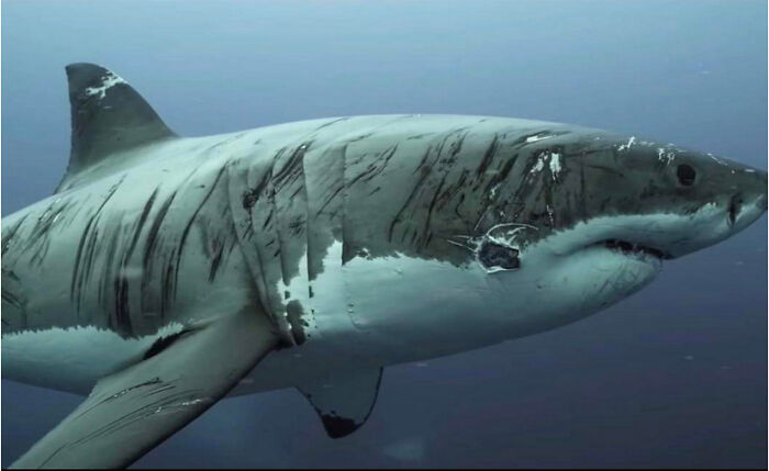 Este tiburón ha vivido cosas