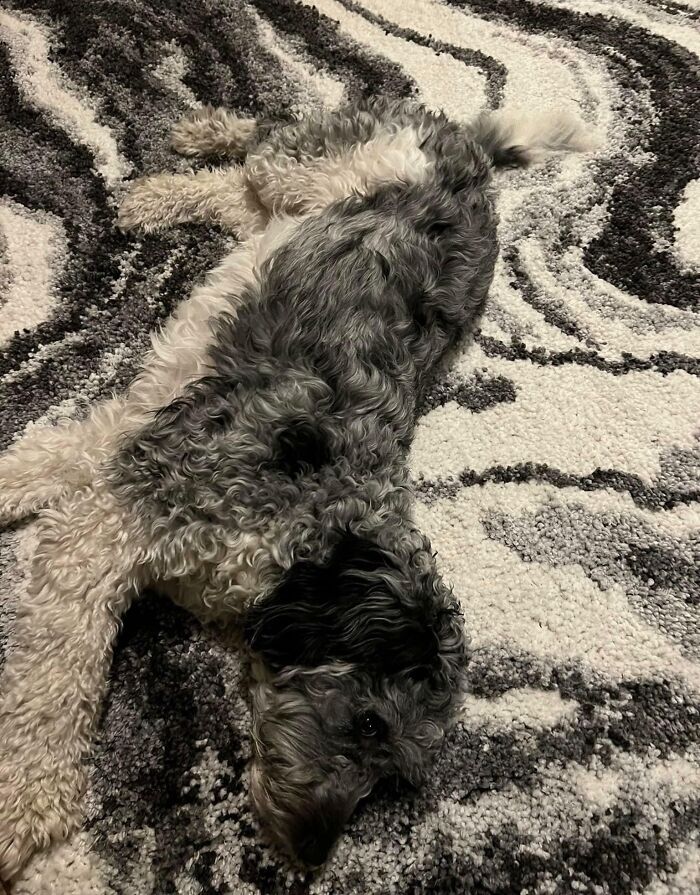 Spent About 10 Minutes Looking For My Dad's Dog