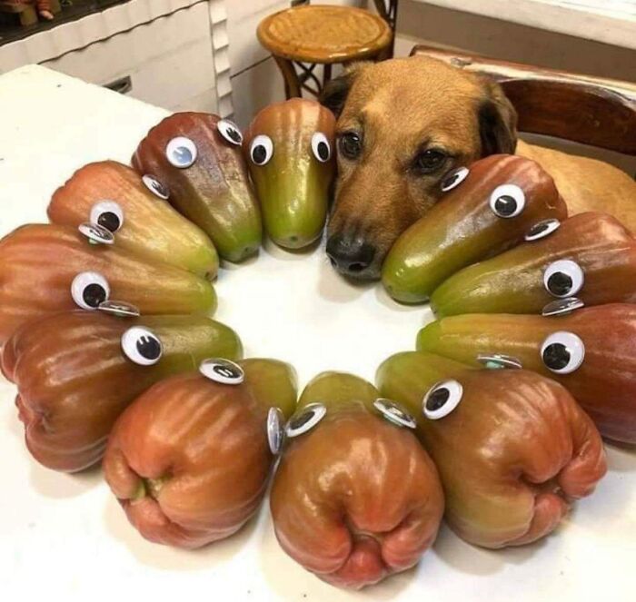 Bet You Can't Tell Which One Is A Real Dog