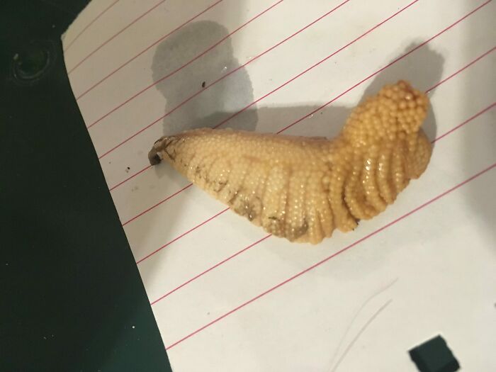 Wtf Is This Thing I Found In My Can Of Sardines? Accidentally Ate Some Of It. Am I A Goner?