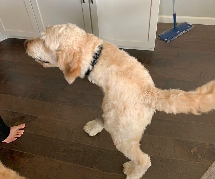 Cursed meme of a dog standing upright like a T-Rex in a kitchen setting.