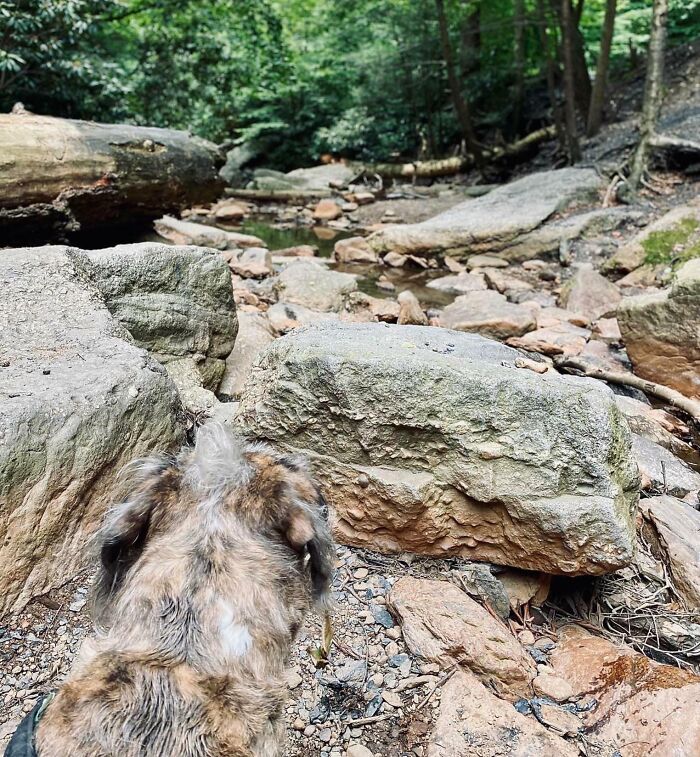 My Dog’s Camouflage Game Is Spot On