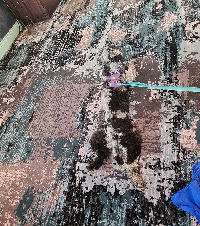 My Dog Is Really Well-Camouflaged On This Carpet