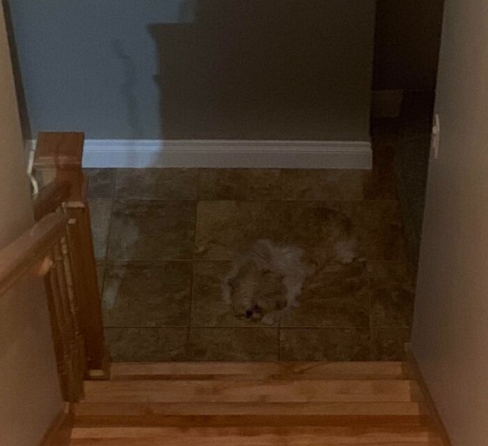 My Dog Blending With The Floor