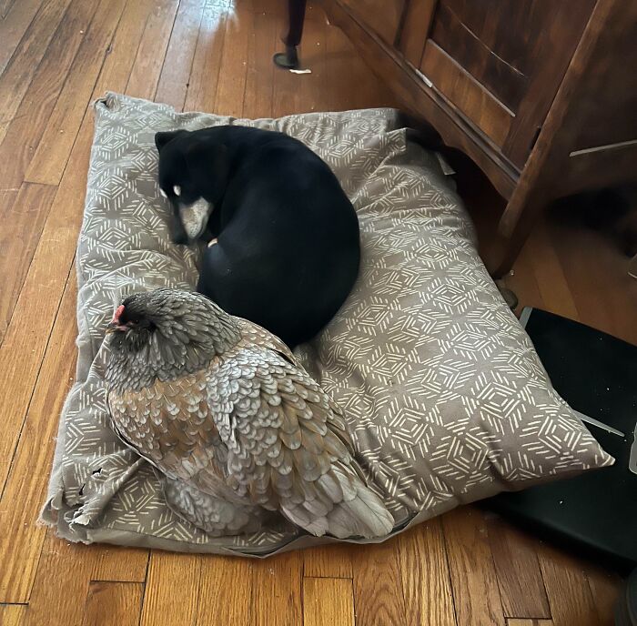 Time For An Afternoon Snooze