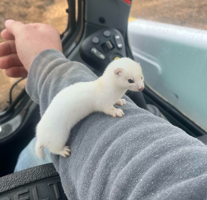 Found This Little Guy At Work Today