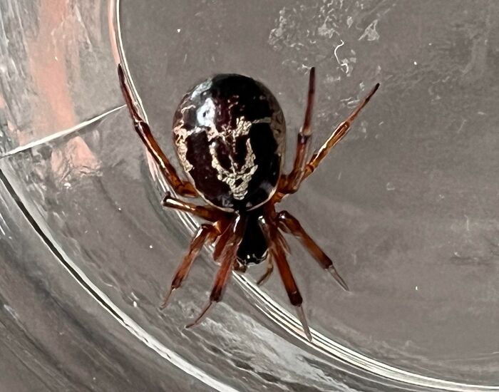 The Spider I Found Looks Like It Has A Skull On Its Back