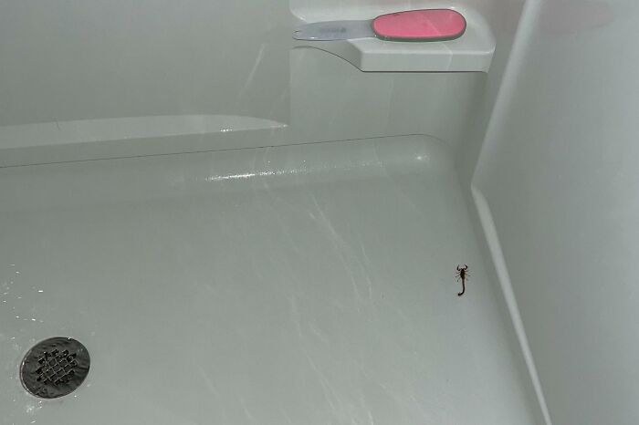 Great Way To Wake Up While Trying To Take A Shower