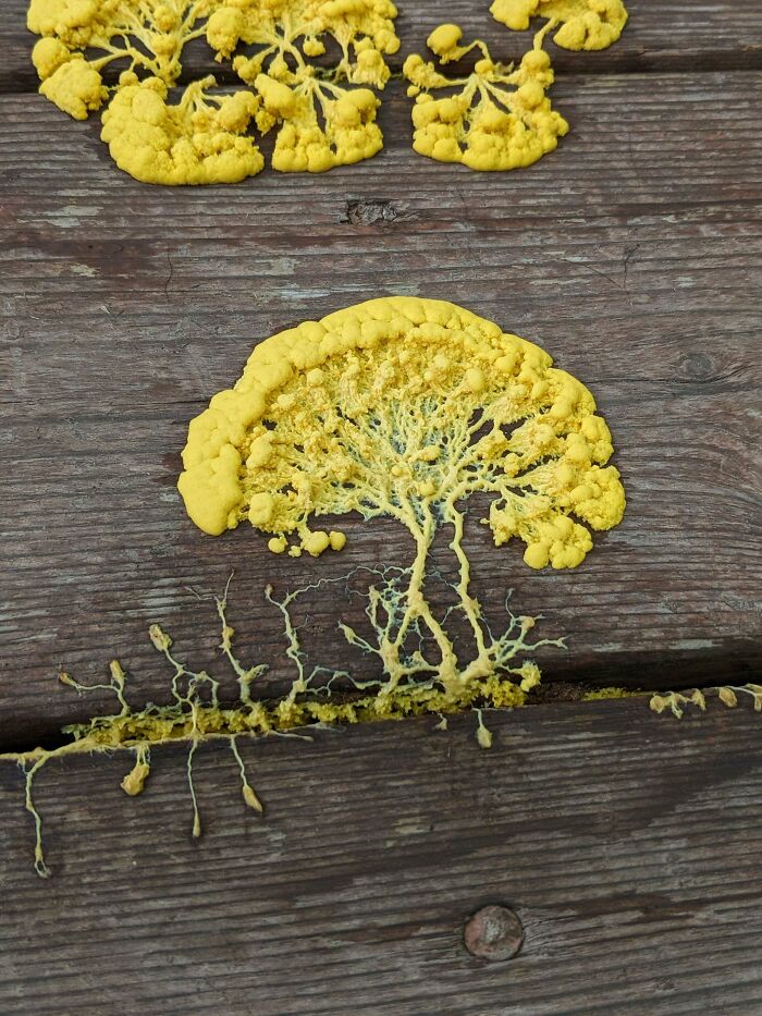 Crazy Mold We Got Growing From Under Our Deck