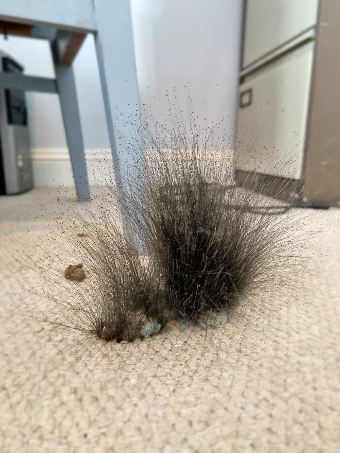 Cat Sick That Was Left To Mature For A Few Days 😰