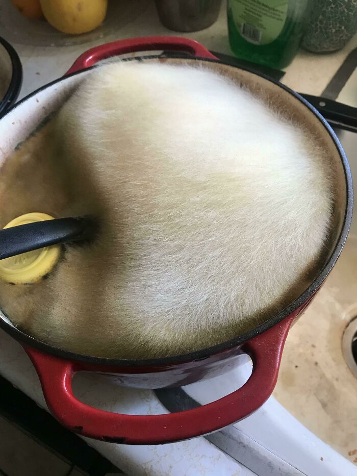 I Was Out Of Commission With Pneumonia For A Week And A Half. Got Up To Clean House When I Discovered This. It Seemed Like I Could Pet It Like A Dog. Insane