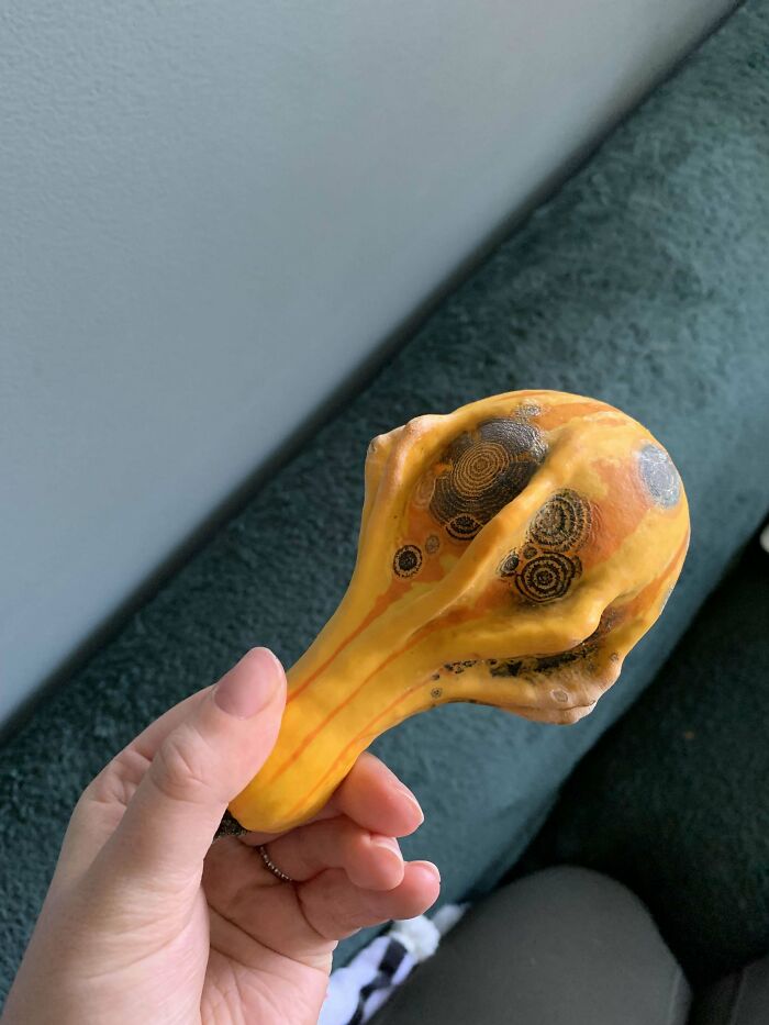 This Decorative Gourd Started Molding In An Interesting Way 👽
