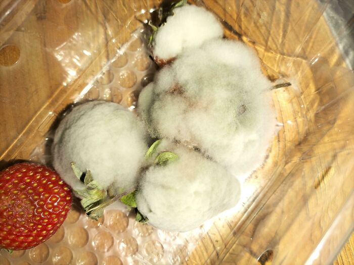 Fuzzy Strawberries And One Seemingly Immune Strawberry