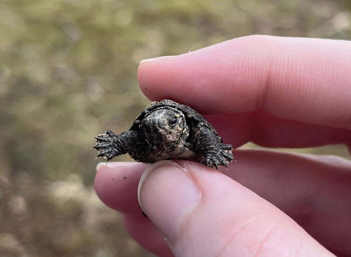 Found This Little Guy On A Walk