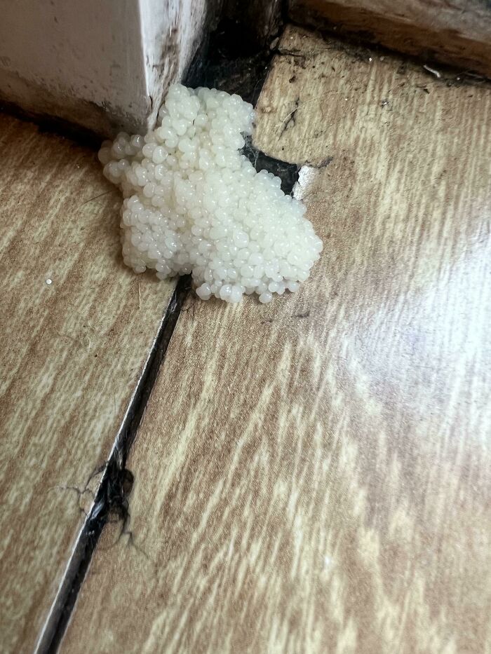 Does This Look Like Mold?