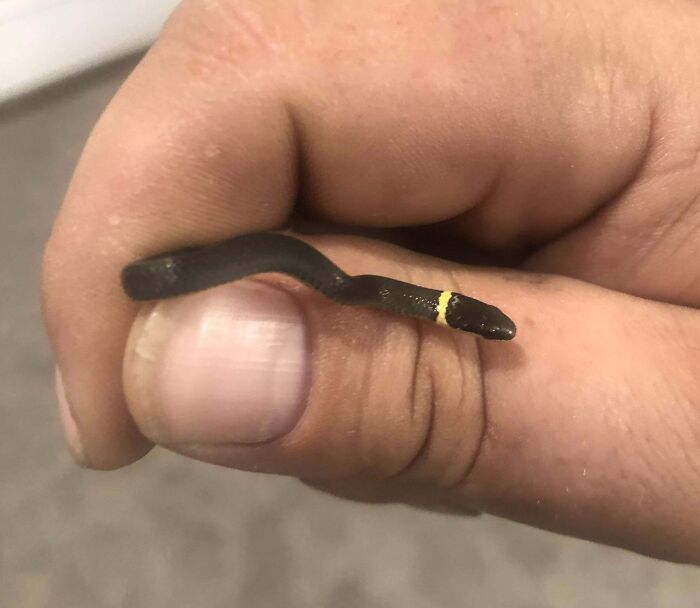 Found This Little Guy In My Laundry Room In Sparta, Tennessee