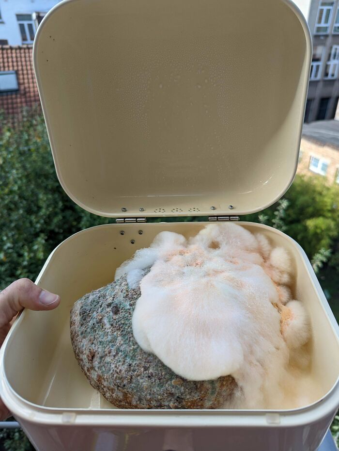 Left This Loaf Of Sourdough Bread Unattended For Just 6 Days. Wasn't Expecting This When I Opened The Bread Box