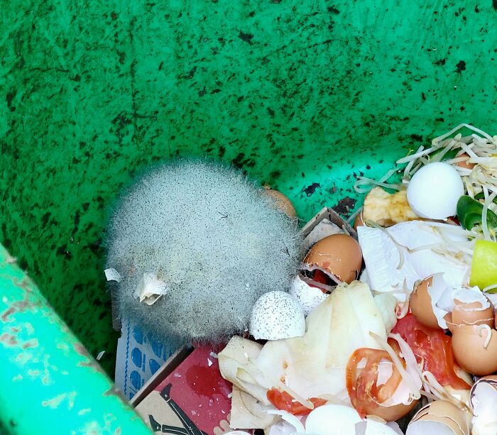 Meet Melvin. We Found Him Growing In The Compost Bin