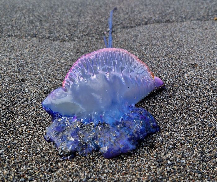 Something From Bikini Bottom Washed Up On The Beach