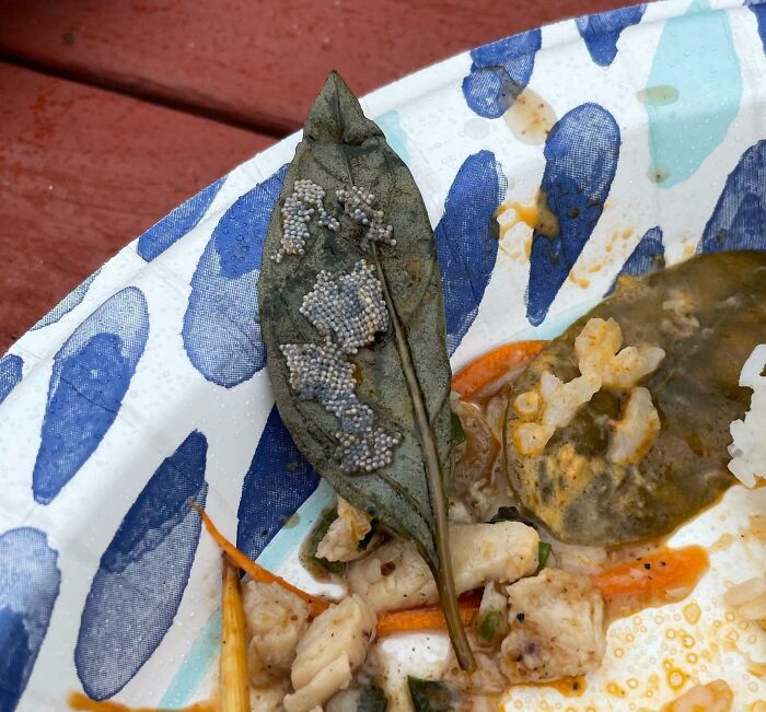 Found Bug Eggs In My Thai Food
