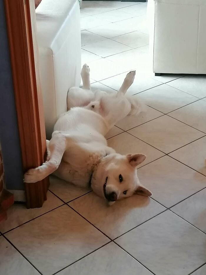 How My Boyfriends Dog Greets Me