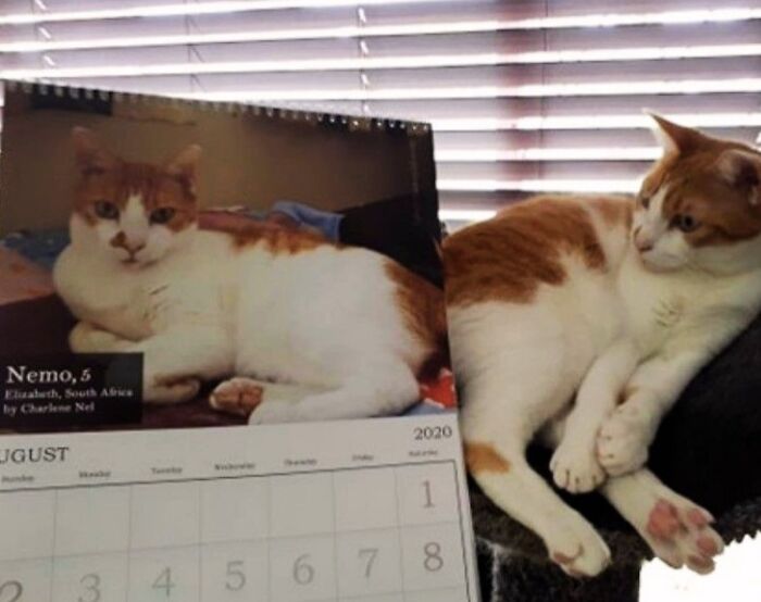A cat is next to a calendar with its picture on it