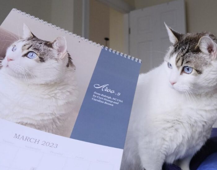 A cat is next to a calendar with its picture on it