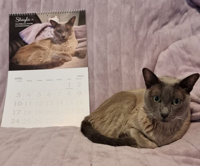 A cat is next to a calendar with its picture on it