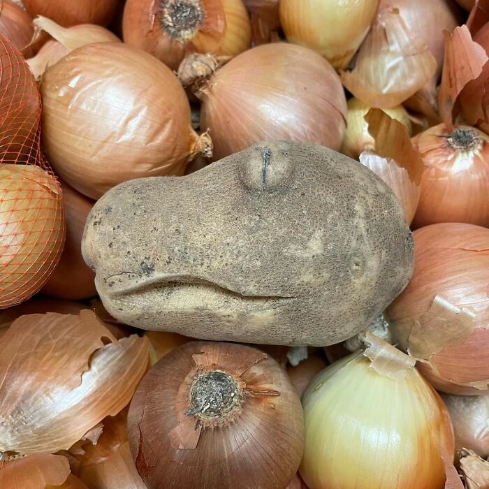 This Potato Looks Like A Reptile Or A Dino