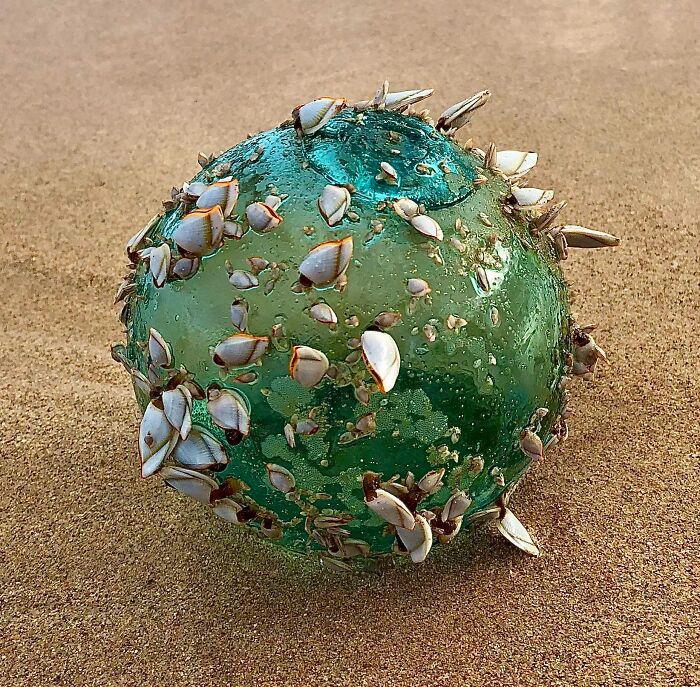 It Was A Little Over 4 Years Ago That I Found This Small Marine Ecosystem Living On A Glass Ball