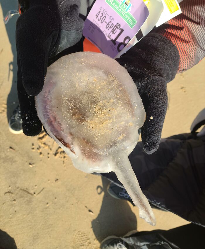A Frozen Horseshoe Crab At The Beach